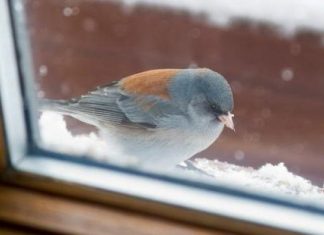Šta znači ako vam ptica uleti u kuću ili udari u prozor: Neće vam se svidjeti ovaj odgovor