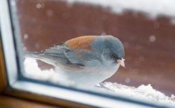 Šta znači ako vam ptica uleti u kuću ili udari u prozor: Neće vam se svidjeti ovaj odgovor