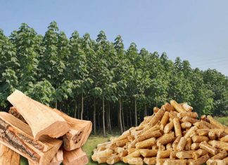 JEDAN HEKTAR DONESE 50.000 €! Ova biljka poraste 6 metara za godinu dana: Gori kao plin, korisna pčelarima a daje i druge BENEFITE