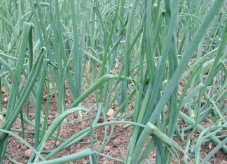 OVO SU 3 RAZLOGA ZBOG KOJIH TREBA JESTI MADI LUK: PERCA SU POSEBNO VAŽNA I POSLE OVE INFORMACIJE JEŠĆETE GA U IZOBILJU!