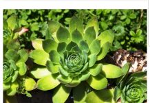 SVAKO JUTRO JE JELA 1 LIST ČUVARKUĆE: Kad je otišla u bolnicu doktor se hvatao za glavu -EVO ŠTA SE DESILO NJENOM TIJELU