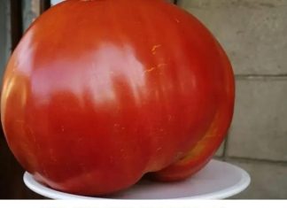 SVI SU POLUDJELI ZA PARADAJZ DIJETOM: Za 7 dana se gubi 10 KILOGRAMA, a tek da čujete KOLIKO MRŠAVITE ZA 3 DANA