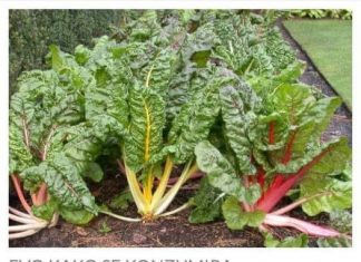 PRIRODNI LIJEK ZA BEŠIKU I BUBREGE: Jedite samo 200 grama ove biljke dnevno, bolja je od bilo kojeg antibiotika