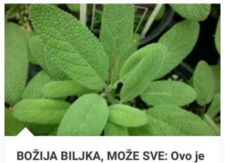 Ovo Je Jedna Od Najzdravijih Biljaka Na Planeti, A Uopšte Je Ne Primećujemo