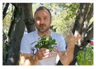 BILJKA KOJA RASTE SVUDA OKO NAS PRAVO JE BLAGO: Čisti KRV I Jetru, Sprječava Znojenje I Pomaže Kod REUME