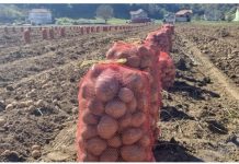 NI SLUČAJNO GA NE JEDITE: Evo kako izgleda krompir pun toksina