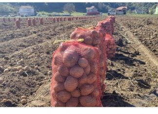 NI SLUČAJNO GA NE JEDITE: Evo kako izgleda krompir pun toksina