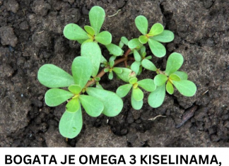 BOGATA JE OMEGA 3 KISELINAMA, KALCIJUMOM I ŽELJEZOM: Biljka koja svuda raste, a mnogi je uništavaju kao KOROV