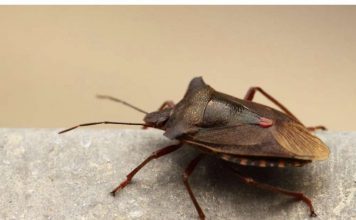 Najbolji prirodni način za trajno rastjerivanje smrdibuba: ČIM OVO OSJETE, MOMENTALNO BJEŽE