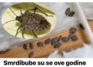 Smrdibube su se ove godine namnožile i svuda su: Savršen TRIK da ih se riješite u stanu, na balkonu i na terasi!