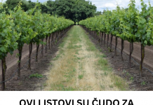 Ovi listovi su malo čudo za proširene vene i mnoge druge probleme: BERITE IH ŠTO PRIJE!