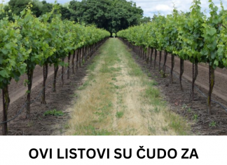 Ovi listovi su malo čudo za proširene vene i mnoge druge probleme: BERITE IH ŠTO PRIJE!