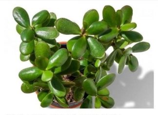 OVU BILJKU MORATE IMATI U KUĆI: Kažu da donosi novac, A SAMO TREBATE PAZITI NA JEDNU STVAR