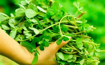 SVUDA RASTE, SVI JE ČUPAMO I BACAMO: Ova biljka može da vas izliječi od glave do pete, a nije korov…