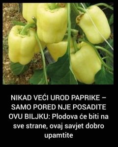 Nikad VeĆi Urod Paprike – Samo Pored Nje Posadite Ovu Biljku: Plodova 