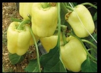 NIKAD VEĆI UROD PAPRIKE – SAMO PORED NJE POSADITE OVU BILJKU: Plodova će biti na sve strane, ovaj savjet dobro upamtite