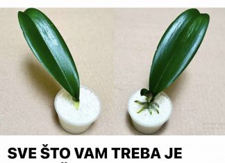 SVE ŠTO VAM TREBA JE PIRINAČ: Listovi orhideje odmah se ukorijene i cvjetaju tokom cijele godine!