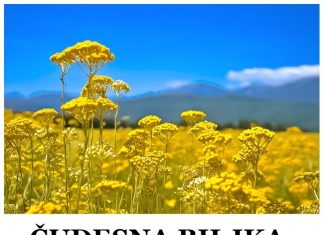 ČUDESNA BILJKA: Raste u Srbiji, besmrtna je, a litar košta oko 1800 evra