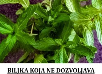 Biljka koja Pomaže u Kontroli Apetita i Sprečava Gojaznost