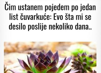 Čim ustanem pojedem po jedan list čuvarkuće: Evo šta mi se desilo poslije nekoliko dana