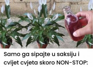 Samo ga sipajte u saksiju i cvijet cvjeta skoro NON-STOP: Nema bolesti, imamo 5 puta više lijepih listova i cvjetova!