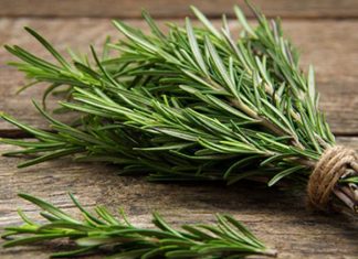 STARO RIMSKO VJEROVANJE KAŽE DA JE SVAKI DOM KOJI IMA OVU BILJKU ZAŠTIĆEN: Zle sile će ga zaobići u velikom luku