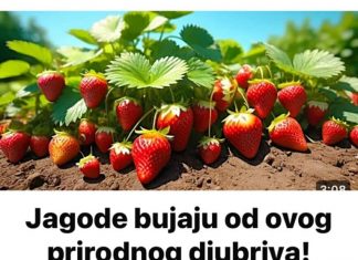 Jagode bujaju odovog prirodnog djubriva! ŠTETOČINE BJEŽE OD NJEGA!