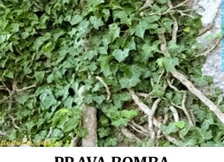 PRAVA BOMBA KISEONIKA: Kad ubacite ovu biljku, izbacićete sve otrove iz doma!