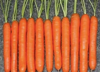 Uzgajivač pokazuje NOVU metodu sadnje mrkve: Svi susjedi će se diviti vašoj žetvi