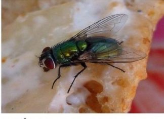 KUĆA VAM JE PUNA MUHA, OTJERAJTE IH BRZO I JEDNOSTAVNO: Treba vam samo JEDNA NAMIRNICA!