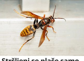 Stršljeni se plaše samo jedne stvari i to je jedini način da ih se riješite