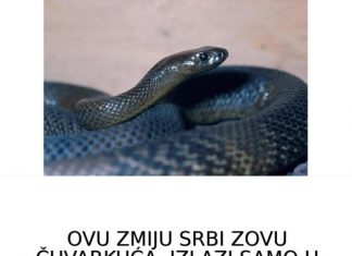 OVU ZMIJU SRBI ZOVU ČUVARKUĆA, IZLAZI SAMO U JEDNOM SLUČAJU: Zaledićete se kada čujete razlog njenog pojavljivanja