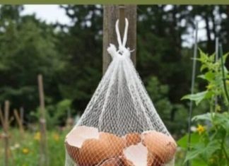 Ne Bacajte Ljuske od Jaja! Obesite ih u Bašti – Razlog će vas iznenaditi!