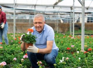 Vlajko drži rasadnik u Novom Sadu i kaže da cveće tretira 1 kuhinjskom namirnicom: Ne koristim pesticide, a buja kao nikad pre