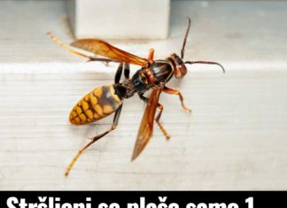 Stršljeni se plaše samo 1 stvari i to je jedini način da ih se zauvijek riješite