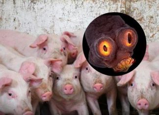 Hrvatski doktor upozorava: U mesu može vrebati trakavica opasna po život