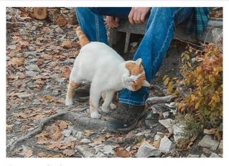 TRLJA LI SE MAČKA UZ VAŠE NOGE: Evo šta vam pokušava reći