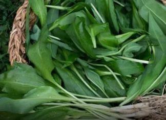 Biljka u koju se travari kunu stotinama godina