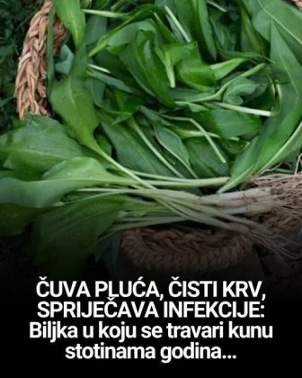 Biljka u koju se travari kunu stotinama godina | Mega Vijesti