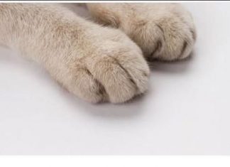 Mačka je pravi lek za čoveka: 7 bolesti koje samo ona može da izleči