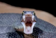 Poskok ugrizao djevojčicu (5) na Hvaru, hitno je operirana