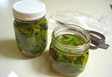 Kopriva za zdravlje od glave do pete