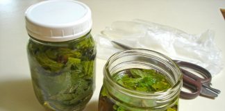 Kopriva za zdravlje od glave do pete