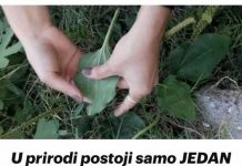 Bokvica i med kao lek: Recept i priprema