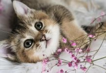 NEPOZNATA MAČKA VAM SE POJAVILA NA KUĆNOM PRAGU? INDIJSKO VJEROVANJE UPOZORAVA: “U toj kući će uskoro biti…”