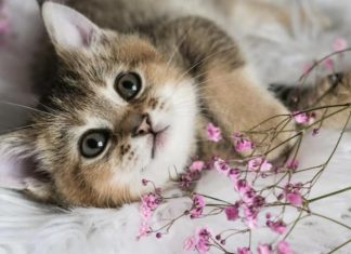 NEPOZNATA MAČKA VAM SE POJAVILA NA KUĆNOM PRAGU? INDIJSKO VJEROVANJE UPOZORAVA: “U toj kući će uskoro biti…”