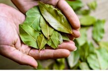 Otkrijte čaroliju lovorovog ulja: Kako priroda može očistiti vaša pluća za samo tri dana