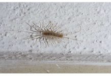 AKO VIDITE OVU BUBU NA ZIDU, NI SLUČAJNO JE NE UBIJAJTE: Ukazuju na jedan veliki problem koji imate u kući