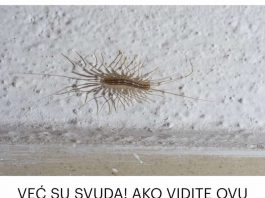 AKO VIDITE OVU BUBU NA ZIDU, NI SLUČAJNO JE NE UBIJAJTE: Ukazuju na jedan veliki problem koji imate u kući