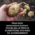Ova biljka je spas za dijabetičare, idealna za mršavljenje i dobru probavu…
